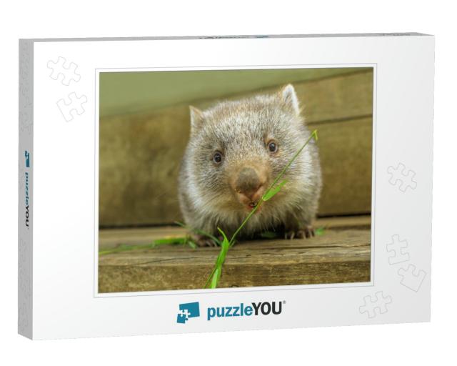 Interaction with a Cute Wombat Joey, Australian Herbivore... Jigsaw Puzzle
