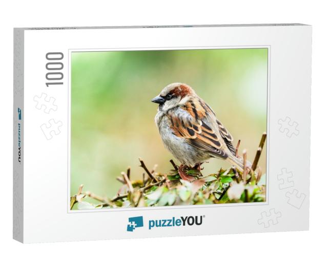 Sparrow Bird Perched Sitting on Tree Branch. Sparrow Song... Jigsaw Puzzle with 1000 pieces
