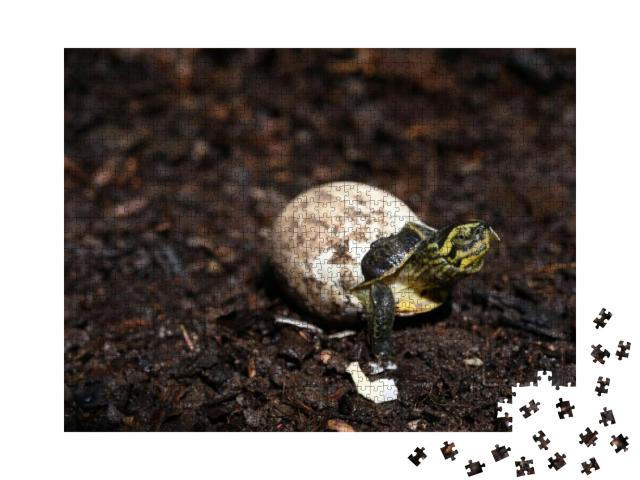Tiny Newborn Yellow Headed Temple Turtle Hatching... Jigsaw Puzzle with 1000 pieces