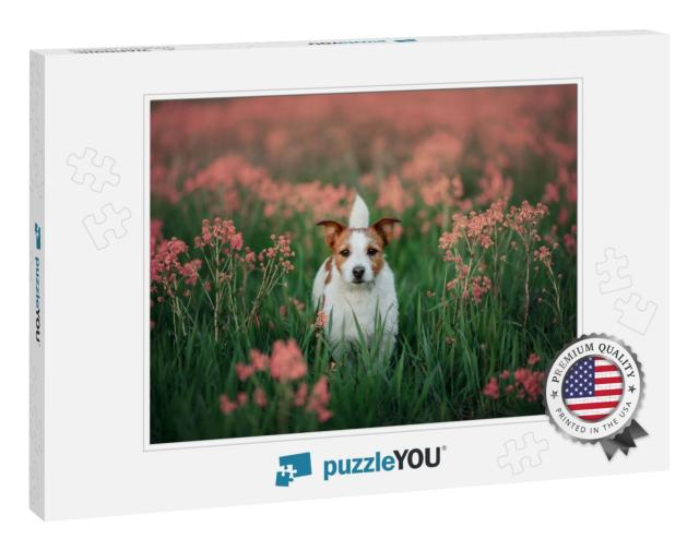 Portrait of a Little Jack Russell Terrier in the Colors o... Jigsaw Puzzle