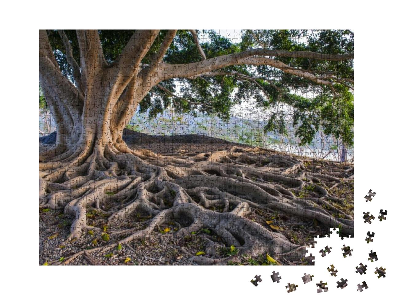 Big Tree Root... Jigsaw Puzzle with 1000 pieces