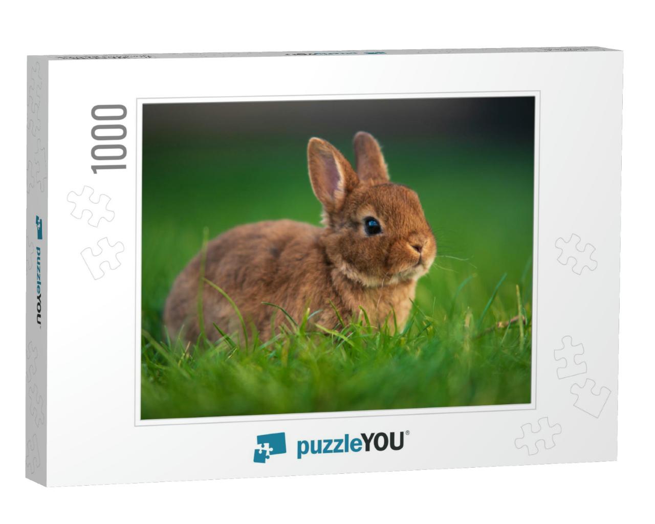 Cute Little Dwarf Rabbit on a Green Grass. Baby Rabbit wi... Jigsaw Puzzle with 1000 pieces