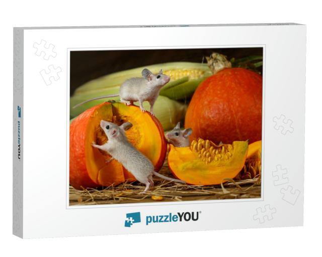 Close-Up Three Young Mice Climbs on Orange Pumpkin in the... Jigsaw Puzzle