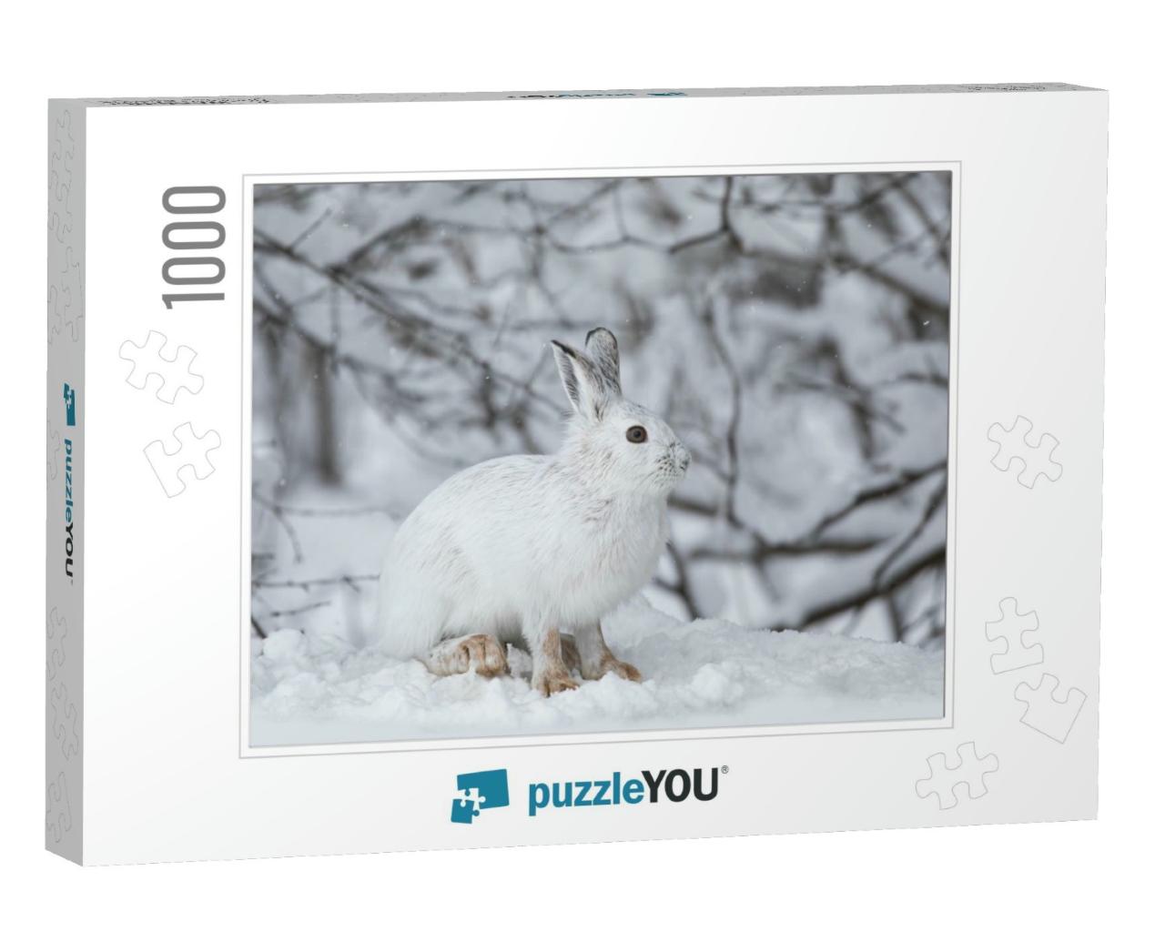 White Snowshoe Hare or Varying Hare Closeup in Winter in... Jigsaw Puzzle with 1000 pieces