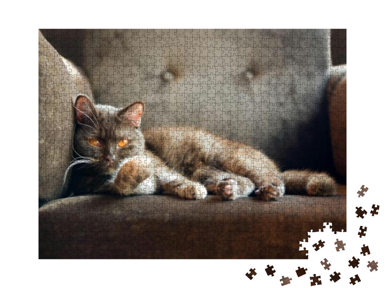 British Cat At Home... Jigsaw Puzzle with 1000 pieces