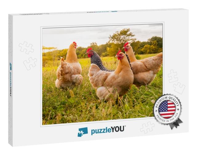 A Chicken Sunset... Jigsaw Puzzle