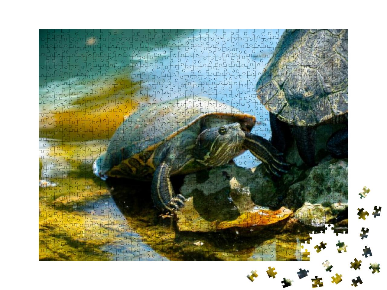 Red-Eared Slider Also Known as Red-Eared Terrapin... Jigsaw Puzzle with 1000 pieces