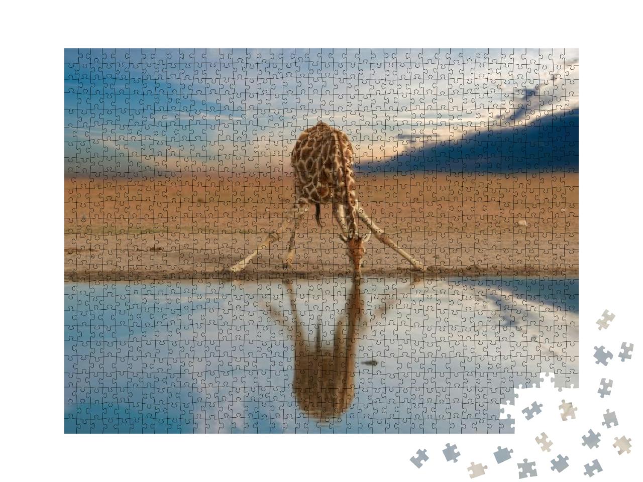 Alone South African Giraffe, Giraffa Giraffa, Drinking fr... Jigsaw Puzzle with 1000 pieces