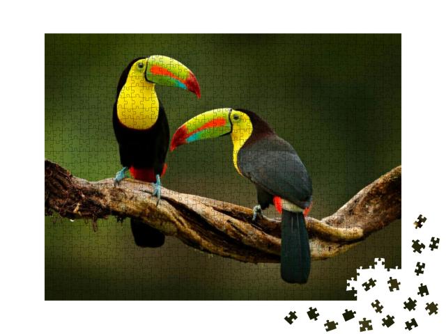 Toucan Sitting on the Branch in the Forest, Green Vegetat... Jigsaw Puzzle with 1000 pieces