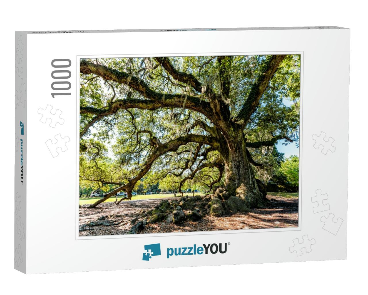 Oldest Southern Live Oak in New Orleans Audubon Park on S... Jigsaw Puzzle with 1000 pieces
