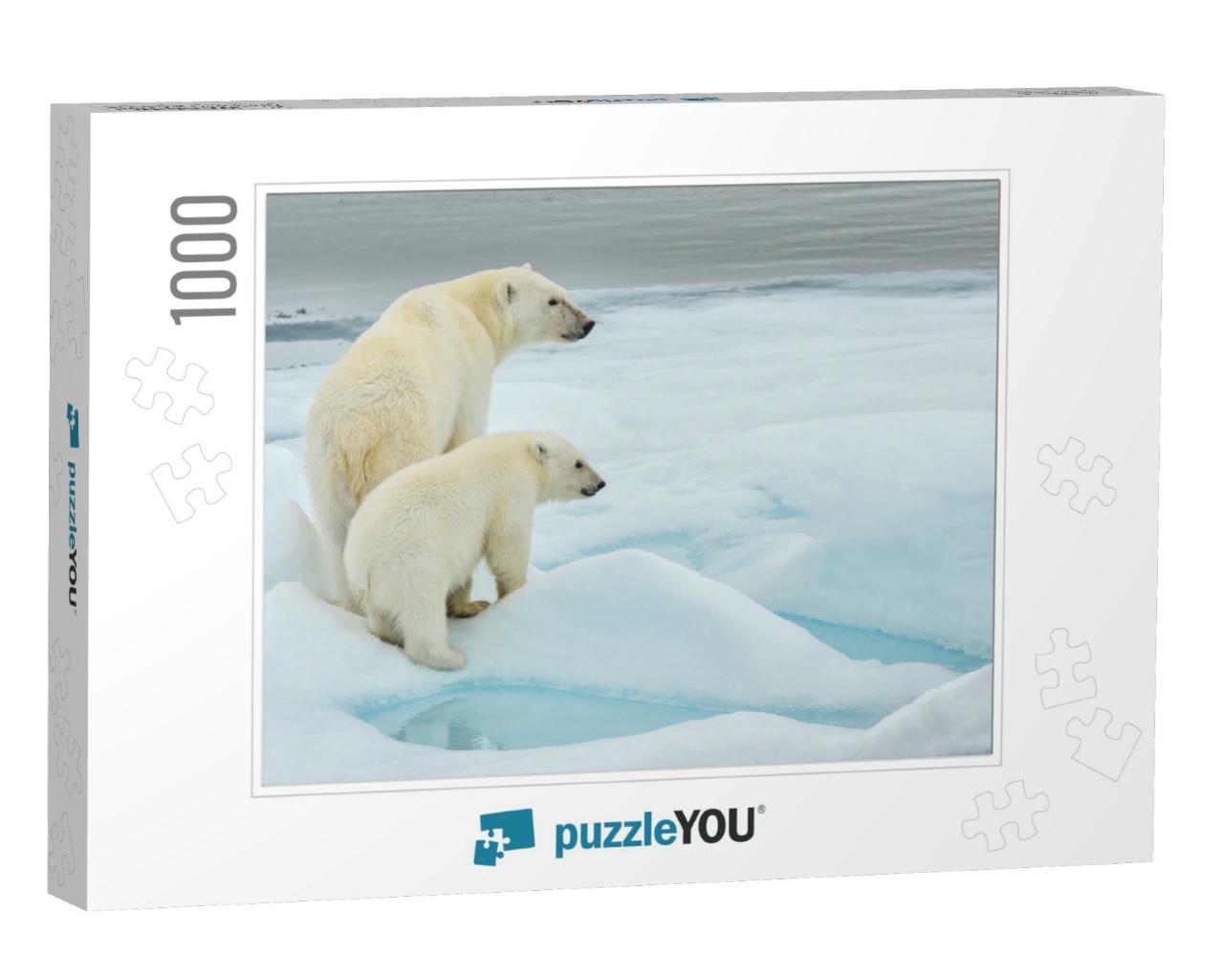 Polar Bear Mother & Cub Along Ice Floe in Arctic Ocean Ab... Jigsaw Puzzle with 1000 pieces