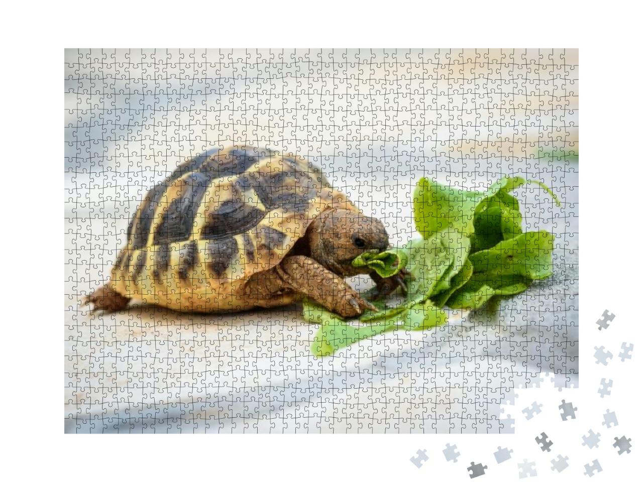 Pet Turtle Eating Lettuce Salad on Stone Paved Terrace. E... Jigsaw Puzzle with 1000 pieces