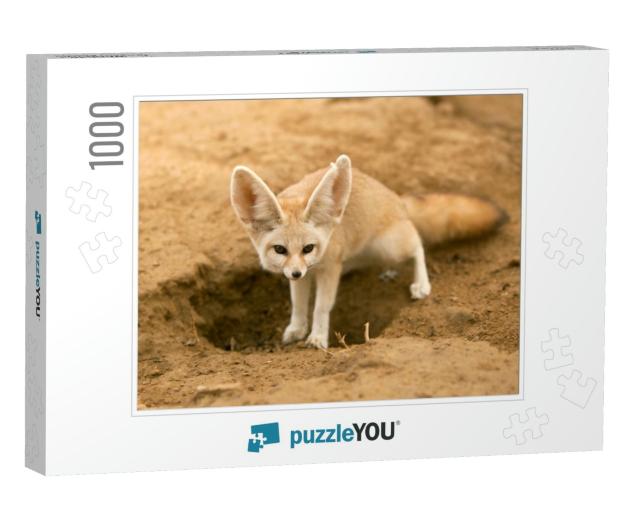 Fennec Fox... Jigsaw Puzzle with 1000 pieces