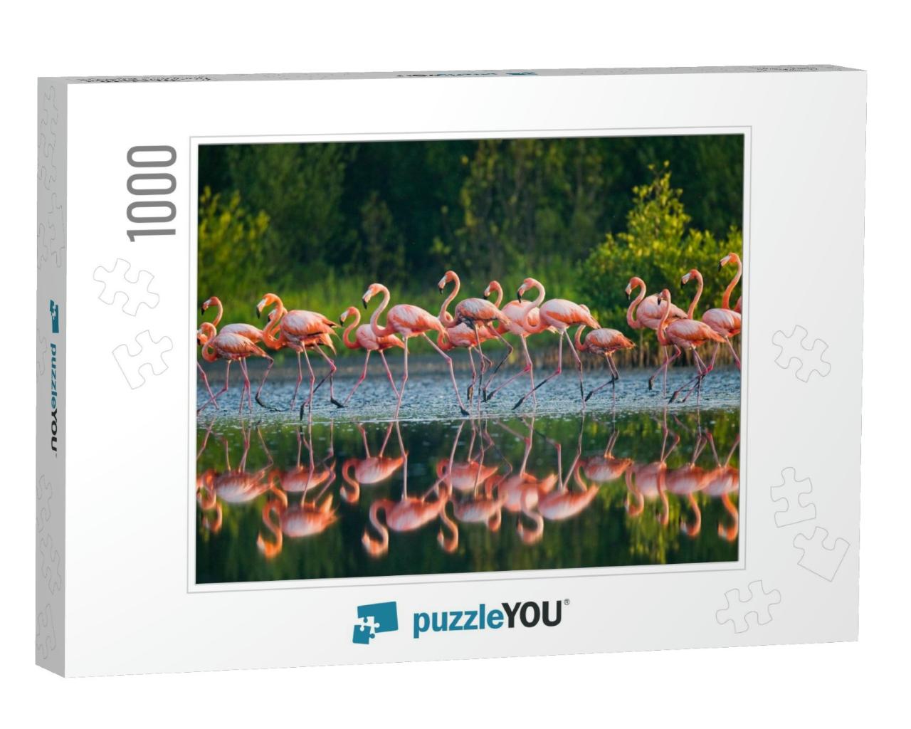 Caribbean Flamingo Standing in Water with Reflection. Cub... Jigsaw Puzzle with 1000 pieces