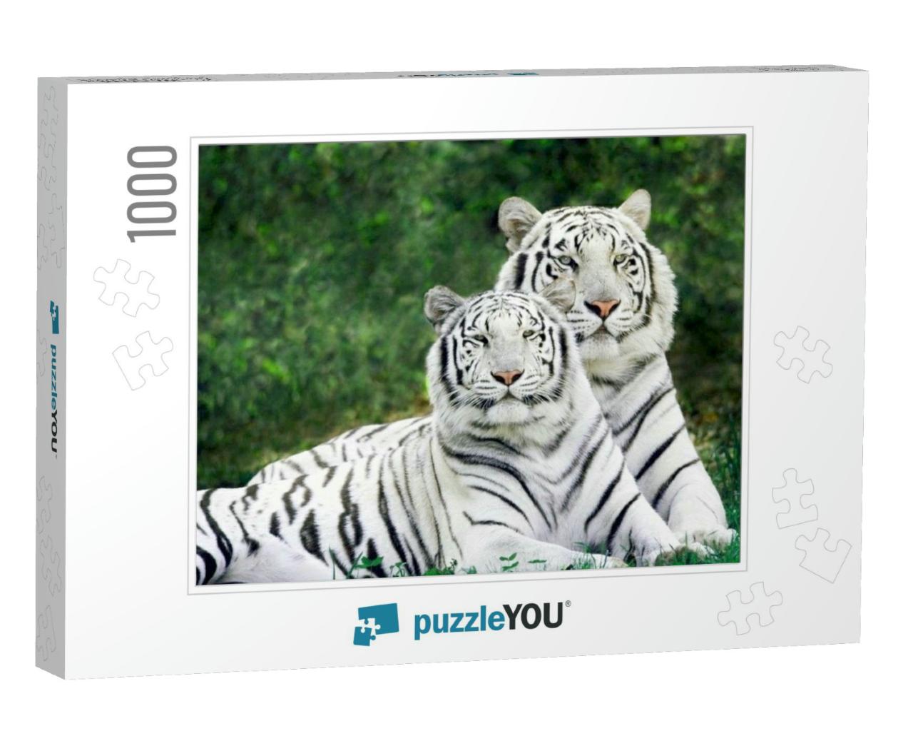 Beautiful White Tigers Couple in Forest... Jigsaw Puzzle with 1000 pieces