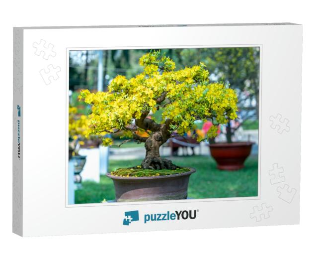 Apricot Bonsai Tree Blooming with Yellow Flowering Branch... Jigsaw Puzzle