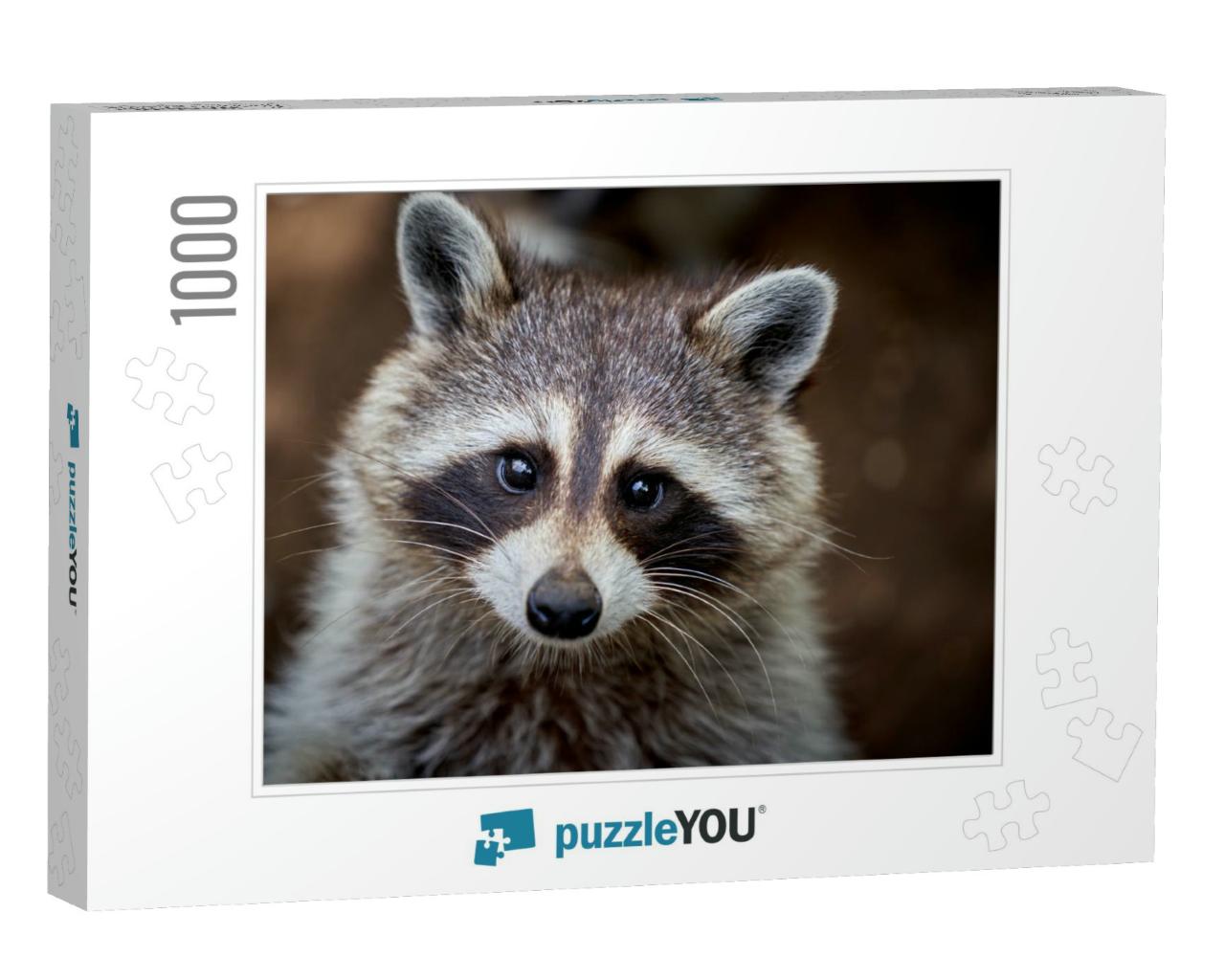 Closeup Portrait of a Raccoon Washing Too Cute... Jigsaw Puzzle with 1000 pieces