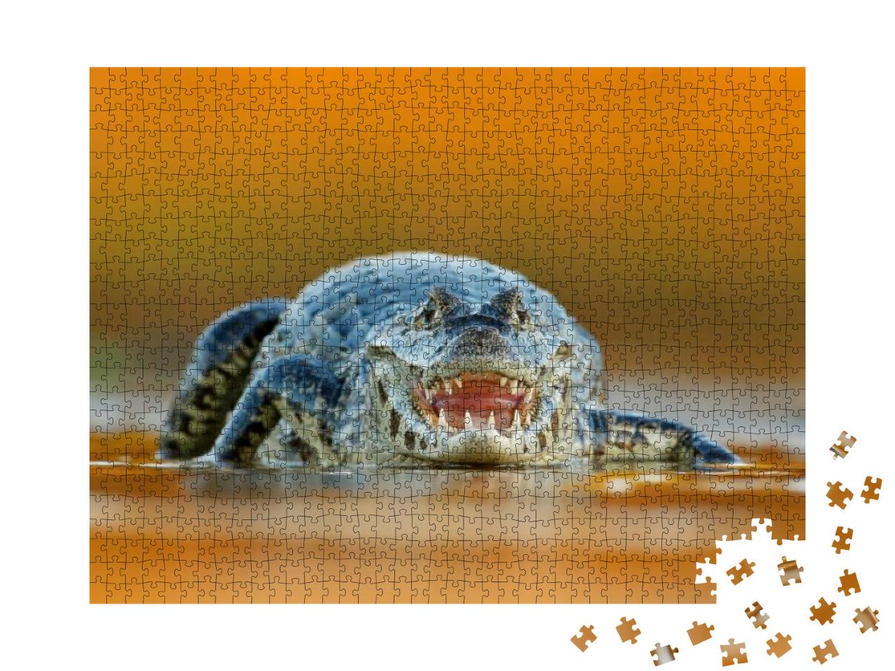 Yacare Caiman, Crocodile with Open Muzzle with Big Teeth... Jigsaw Puzzle with 1000 pieces
