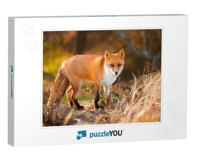 Sly Red Ussuri Fox Common... Jigsaw Puzzle