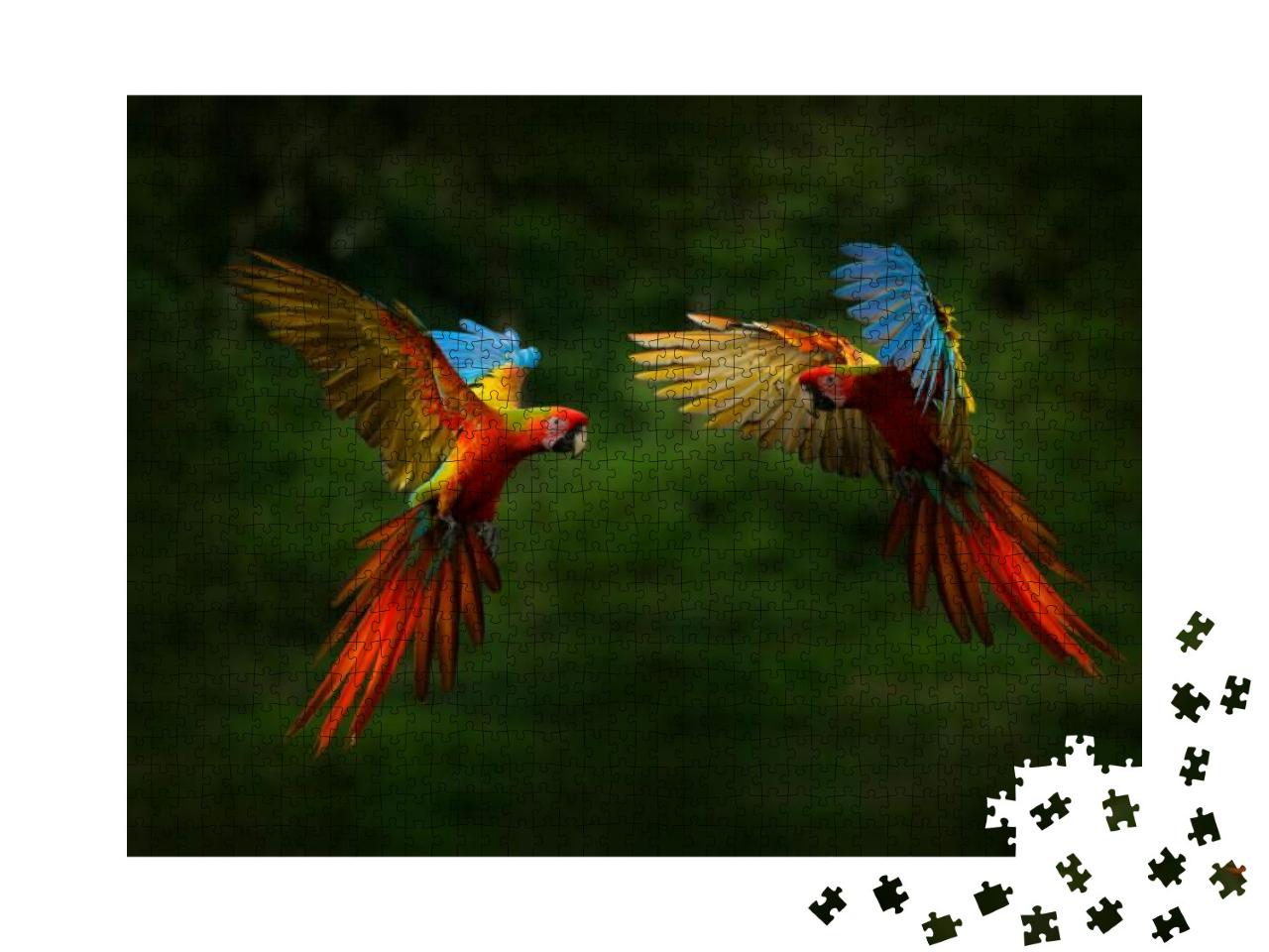 Hybrid Parrots in Forest. Macaw Parrot Flying in Dark Gre... Jigsaw Puzzle with 1000 pieces