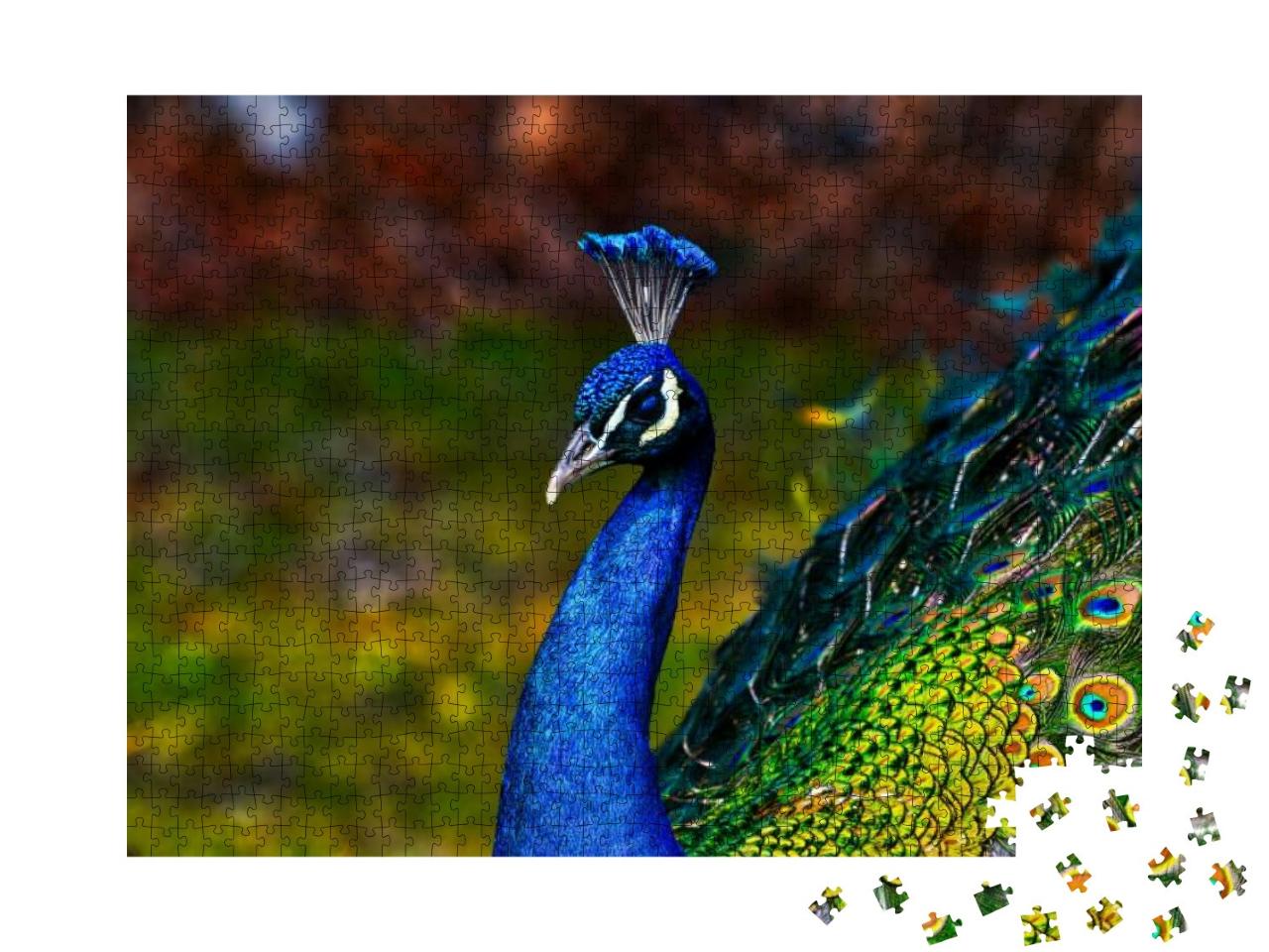 Peacock - Peafowl with Open Tail, Beautiful Representativ... Jigsaw Puzzle with 1000 pieces