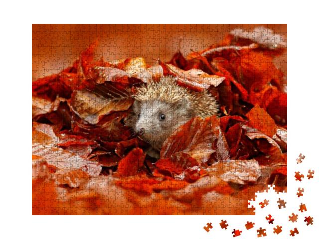 Autumn Orange Leaves with Hedgehog. European Hedgehog, Er... Jigsaw Puzzle with 1000 pieces