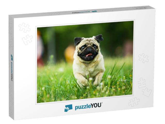 Dog, Pug, Animal, Puppy, Pet, Canine, Cute, Breed, Bulldo... Jigsaw Puzzle