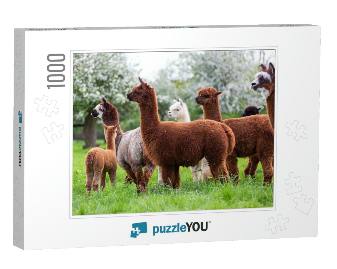 Alpaca Herd on a Spring Meadow, South American Mammals... Jigsaw Puzzle with 1000 pieces