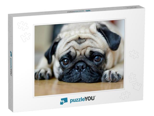 Pug Dog Sad Puppies. Sleep Rest on Floor... Jigsaw Puzzle