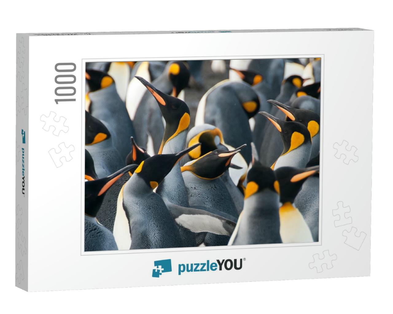 King Penguins At Gold Harbor. Gold Harbor is a Coastal Ar... Jigsaw Puzzle with 1000 pieces