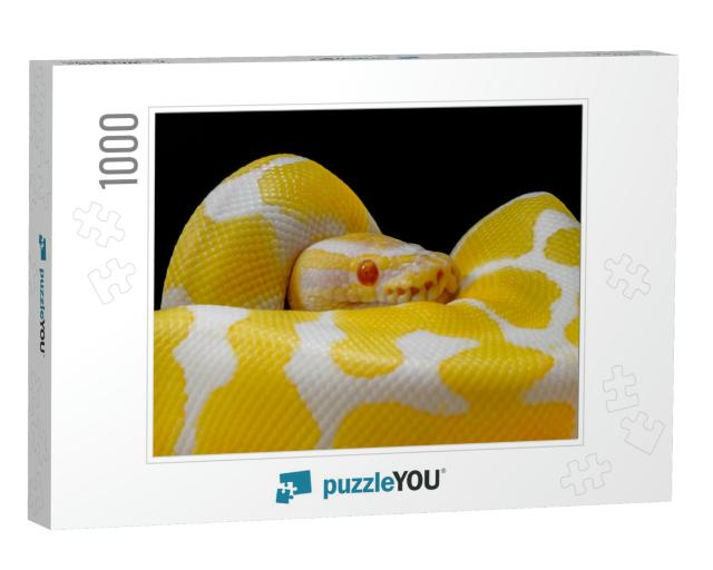 Ball Python on a Brown Wood Color. Purple Albino Ball Pyt... Jigsaw Puzzle with 1000 pieces