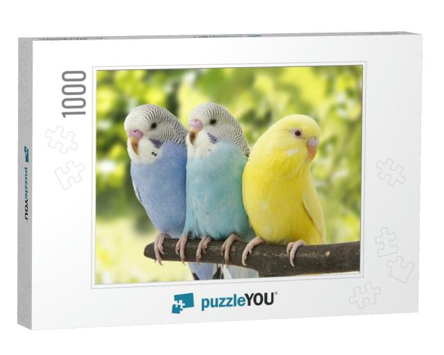 Three Budgies Are in the Roost... Jigsaw Puzzle with 1000 pieces