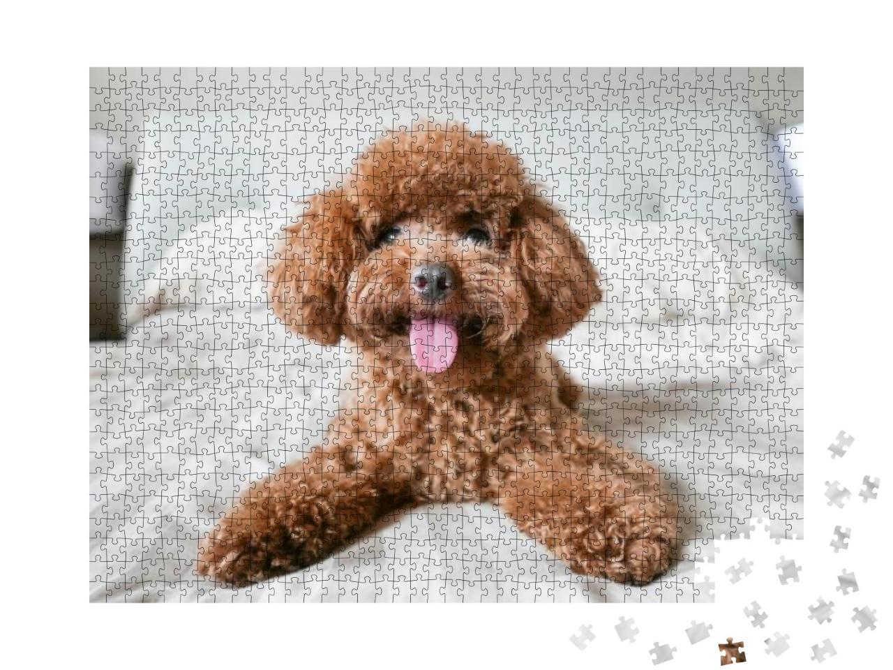 Cute Toy Poodle Resting on Bed... Jigsaw Puzzle with 1000 pieces