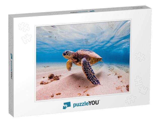 An Endangered Hawaiian Green Sea Turtle Cruises in the Wa... Jigsaw Puzzle