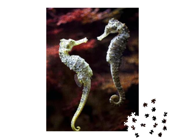 Real Alive - Swimming Couple of Long-Snouted Seahorse in... Jigsaw Puzzle with 1000 pieces