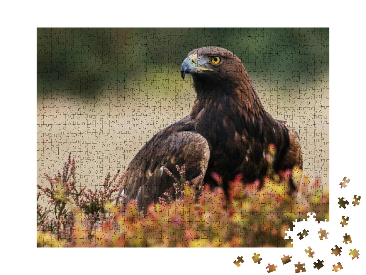 Golden Eagle Looking Around. a Majestic Golden Eagle Take... Jigsaw Puzzle with 1000 pieces