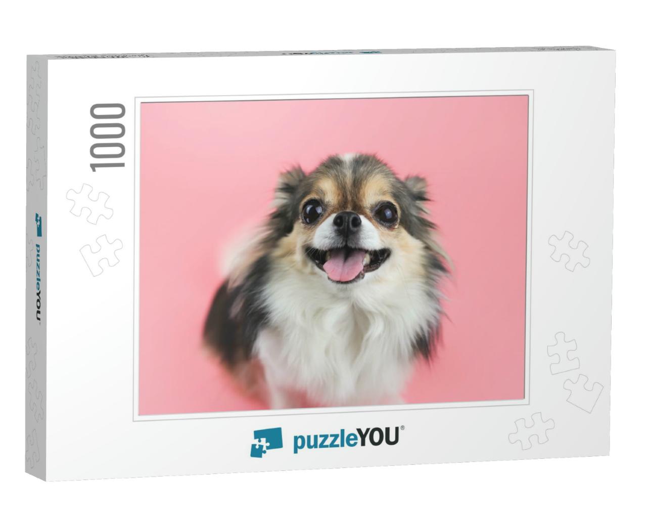 Close Up Image of Happy & Healthy Long Hair Chihuahua Dog... Jigsaw Puzzle with 1000 pieces