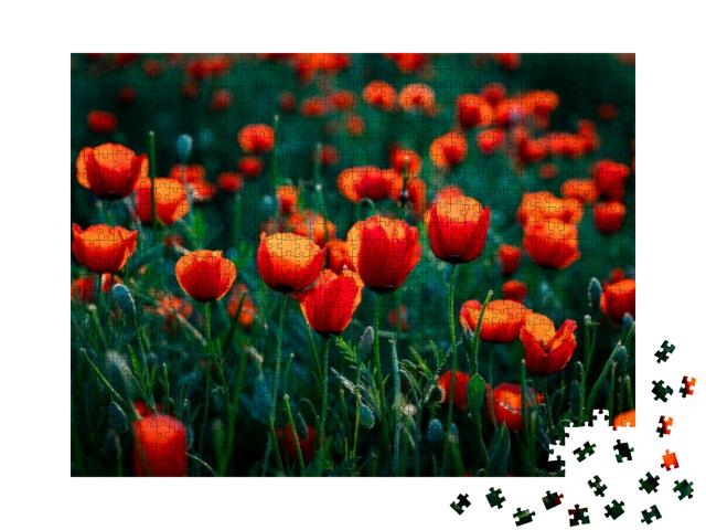 Flowers Red Poppies Blossom on Wild Field. Beautiful Fiel... Jigsaw Puzzle with 1000 pieces