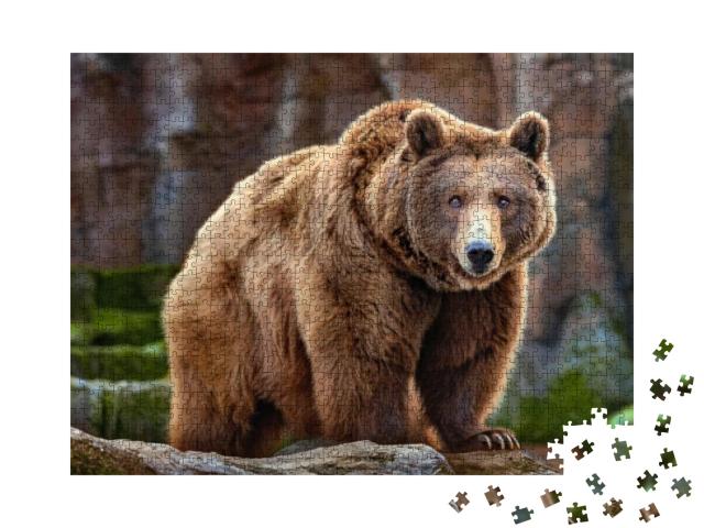 Picture of a Big Brown Bear... Jigsaw Puzzle with 1000 pieces