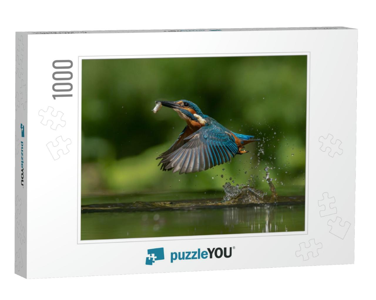 Common European Kingfisher Alcedo Atthis. Kingfisher Flyi... Jigsaw Puzzle with 1000 pieces