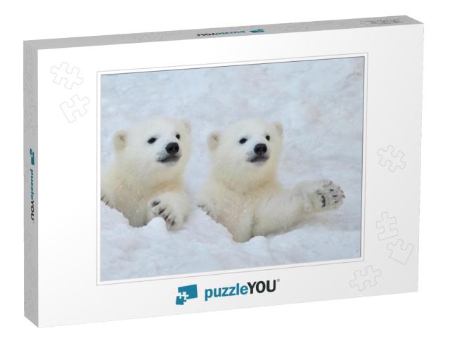 Two White Polar Bear Cubs Look Out of a Snow Hole... Jigsaw Puzzle