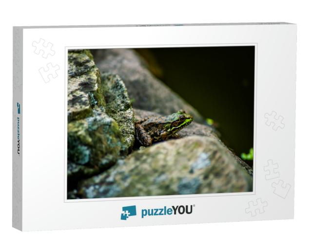 Frog On A Ledge Jigsaw Puzzle