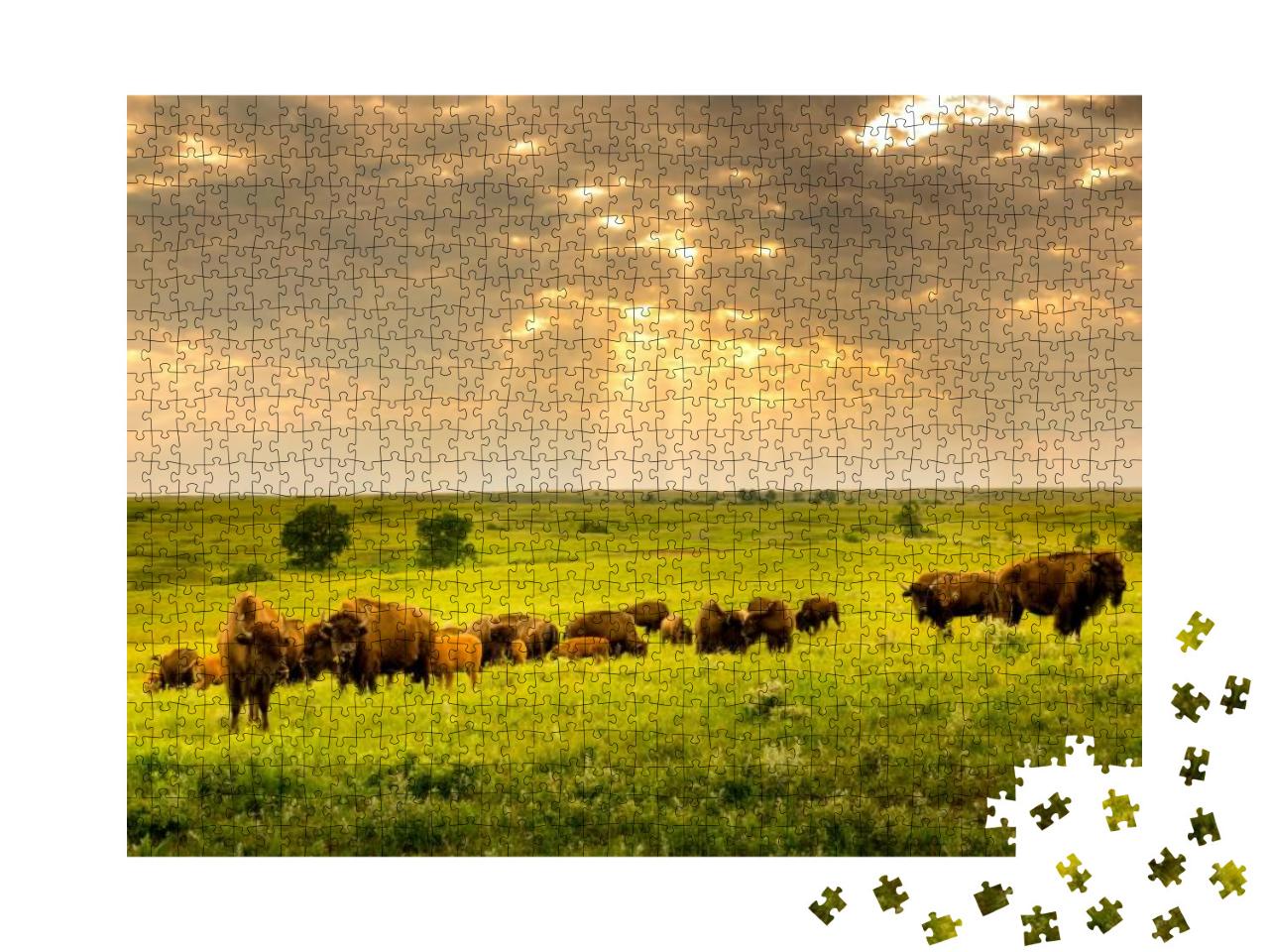 These Impressive American Bison Wander the Kansas Maxwell... Jigsaw Puzzle with 1000 pieces