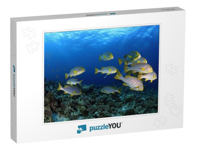 Oriental Sweetlips in the Tropical Waters of the Maldives... Jigsaw Puzzle