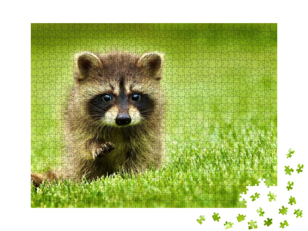 Raccoon is Sitting on Bright Green Grass with a Raised Pa... Jigsaw Puzzle with 1000 pieces