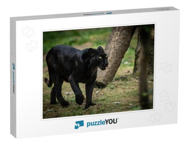 Black Panther in the Forest... Jigsaw Puzzle