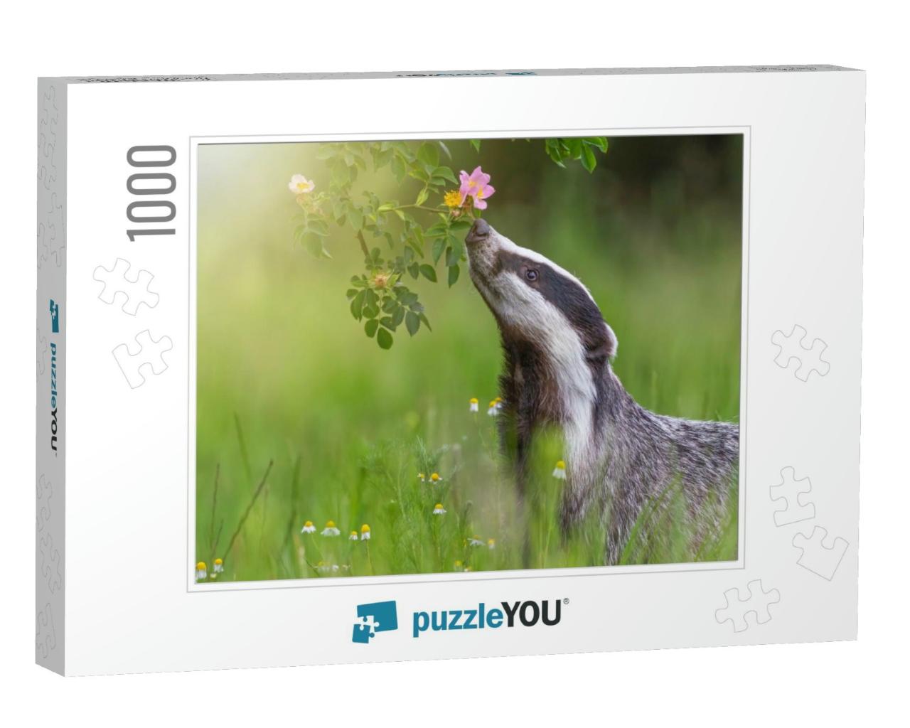 European Badger is Sniffing Flowering Wild Rose. Horizont... Jigsaw Puzzle with 1000 pieces