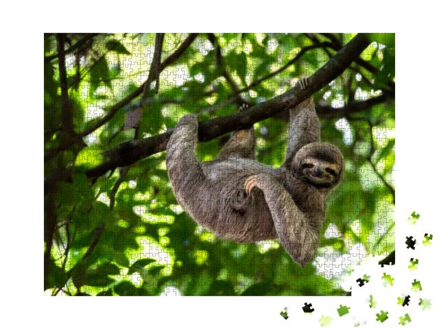Cute Sloth Hanging on Tree Branch with Funny Face Look, P... Jigsaw Puzzle with 1000 pieces