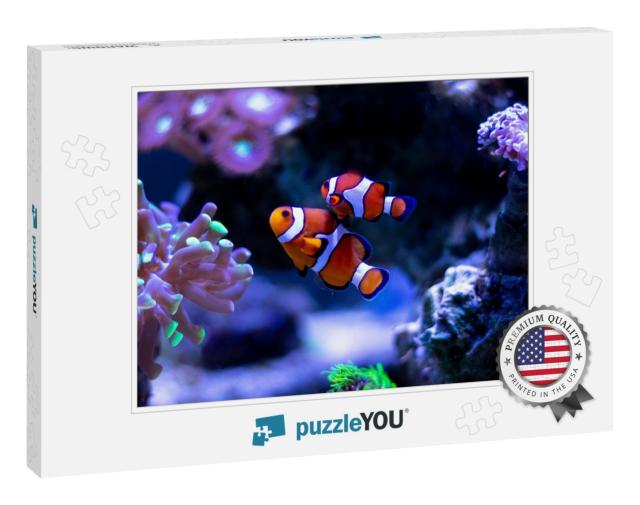 Clownfish Swimming in an Aquarium... Jigsaw Puzzle