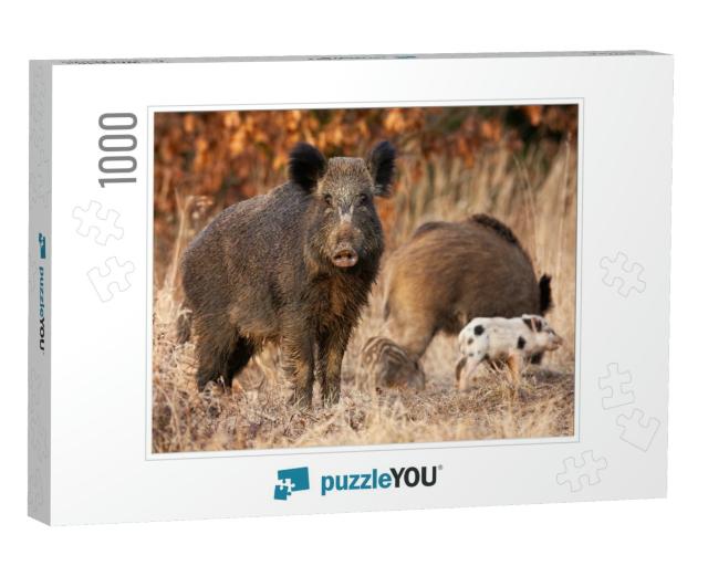 Dangerous Wild Boar, Sus Scrofa, Protecting It Young Stri... Jigsaw Puzzle with 1000 pieces